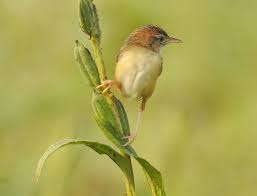Image result for Cisticola juncidis