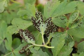 Attēlu rezultāti vaicājumam “Tranzschelia anemones”