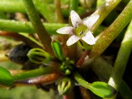 Attēlu rezultāti vaicājumam “Limosella aquatica”