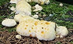 Attēlu rezultāti vaicājumam “Postia guttulata”