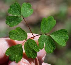 Attēlu rezultāti vaicājumam “Isopyrum thalictroides fruit”