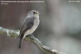 Attēlu rezultāti vaicājumam “Muscicapidae”