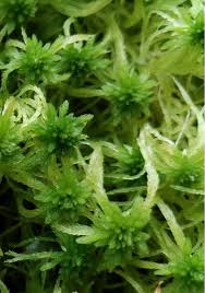 Attēlu rezultāti vaicājumam “Sphagnum fimbriatum”