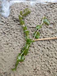Attēlu rezultāti vaicājumam “Potamogeton perfoliatus flower”