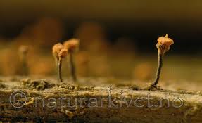 Attēlu rezultāti vaicājumam “Sclerophora coniophaea”