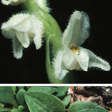 Attēlu rezultāti vaicājumam “Goodyera repens bud”