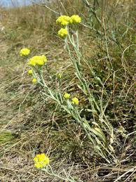 Attēlu rezultāti vaicājumam “Helichrysum arenarium leaf”