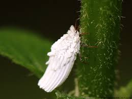 Attēlu rezultāti vaicājumam “Orthezia urticae”