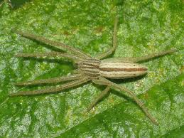 Attēlu rezultāti vaicājumam “Tibellus oblongus”