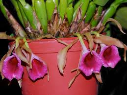 Attēlu rezultāti vaicājumam “Trichia contorta sessile”