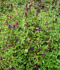 Attēlu rezultāti vaicājumam “Prunella vulgaris”