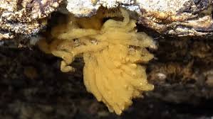 Attēlu rezultāti vaicājumam “Heterotrichia obvelata (syn. Arcyria obvelata) spores”