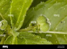 Attēlu rezultāti vaicājumam “Mercurialis perennis fruit”