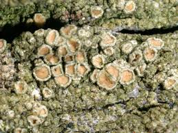 Attēlu rezultāti vaicājumam “Lecanora conizaeoides”