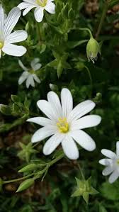 Attēlu rezultāti vaicājumam “Stellaria holostea fruit”