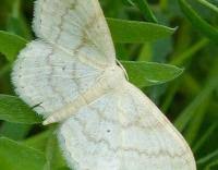 Attēlu rezultāti vaicājumam “Scopula floslactata”