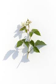 Attēlu rezultāti vaicājumam “Rubus caesius flower”