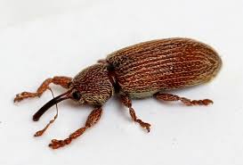 Attēlu rezultāti vaicājumam “Brachonyx pineti”