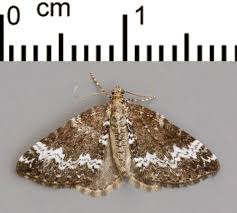 Attēlu rezultāti vaicājumam “Spargania luctuata”