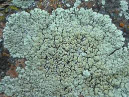 Attēlu rezultāti vaicājumam “Lecanora muralis”