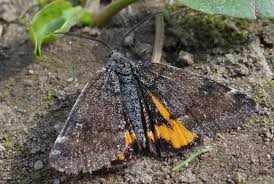 Attēlu rezultāti vaicājumam “Boudinotiana notha”