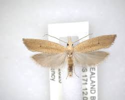 Attēlu rezultāti vaicājumam “Tortricidae”