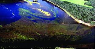 Attēlu rezultāti vaicājumam “Juncus bulbosus”