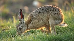 Attēlu rezultāti vaicājumam “Lepus europaeus”