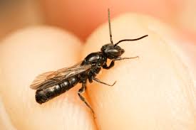 Attēlu rezultāti vaicājumam “Licea chelonoides sessile”