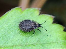 Attēlu rezultāti vaicājumam “Acalypta carinata”