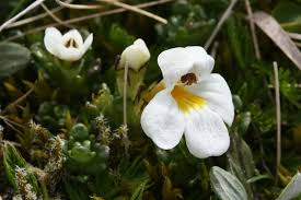 Attēlu rezultāti vaicājumam “Euphrasia”