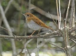 Image result for Catharus ustulatus