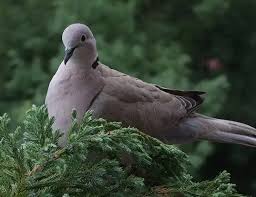 Attēlu rezultāti vaicājumam “Streptopelia decaocto”
