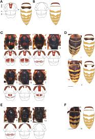 Attēlu rezultāti vaicājumam “Vespa crabro”