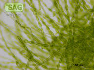 Attēlu rezultāti vaicājumam “Trentepohlia sp.”