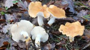 Attēlu rezultāti vaicājumam “Hydnum rufescens”