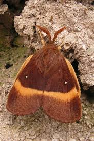 Attēlu rezultāti vaicājumam “Lasiocampa quercus”