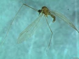 Attēlu rezultāti vaicājumam “Trichocera regelationis”