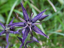 Attēlu rezultāti vaicājumam “Swertia perennis”