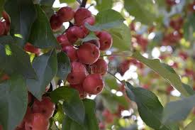 Attēlu rezultāti vaicājumam “Malus prunifolia fruit”