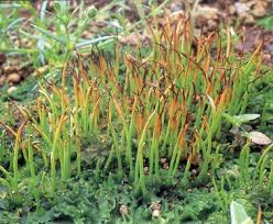 Attēlu rezultāti vaicājumam “Ptilidium pulcherrimum sporophyte”