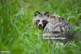 Attēlu rezultāti vaicājumam “Nyctereutes procyonoides”