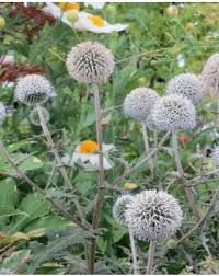 Image result for Echinops spaerocephalus