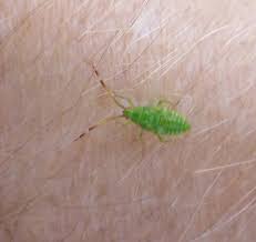 Attēlu rezultāti vaicājumam “Pantilius tunicatus imago”