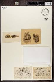 Attēlu rezultāti vaicājumam “Megalaria grossa”