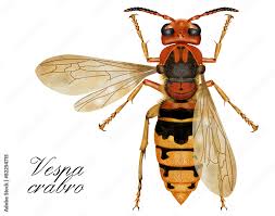 Attēlu rezultāti vaicājumam “Vespa crabro”