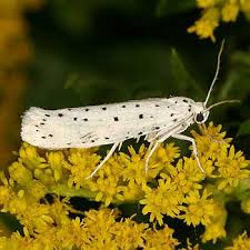 Attēlu rezultāti vaicājumam “Yponomeuta evonymella imago”
