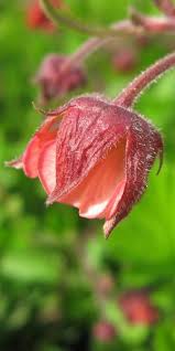 Image result for Geum rivale