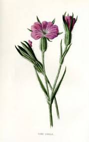 Image result for Agrostemma githago