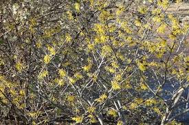 Attēlu rezultāti vaicājumam “Hamamelis japonica”